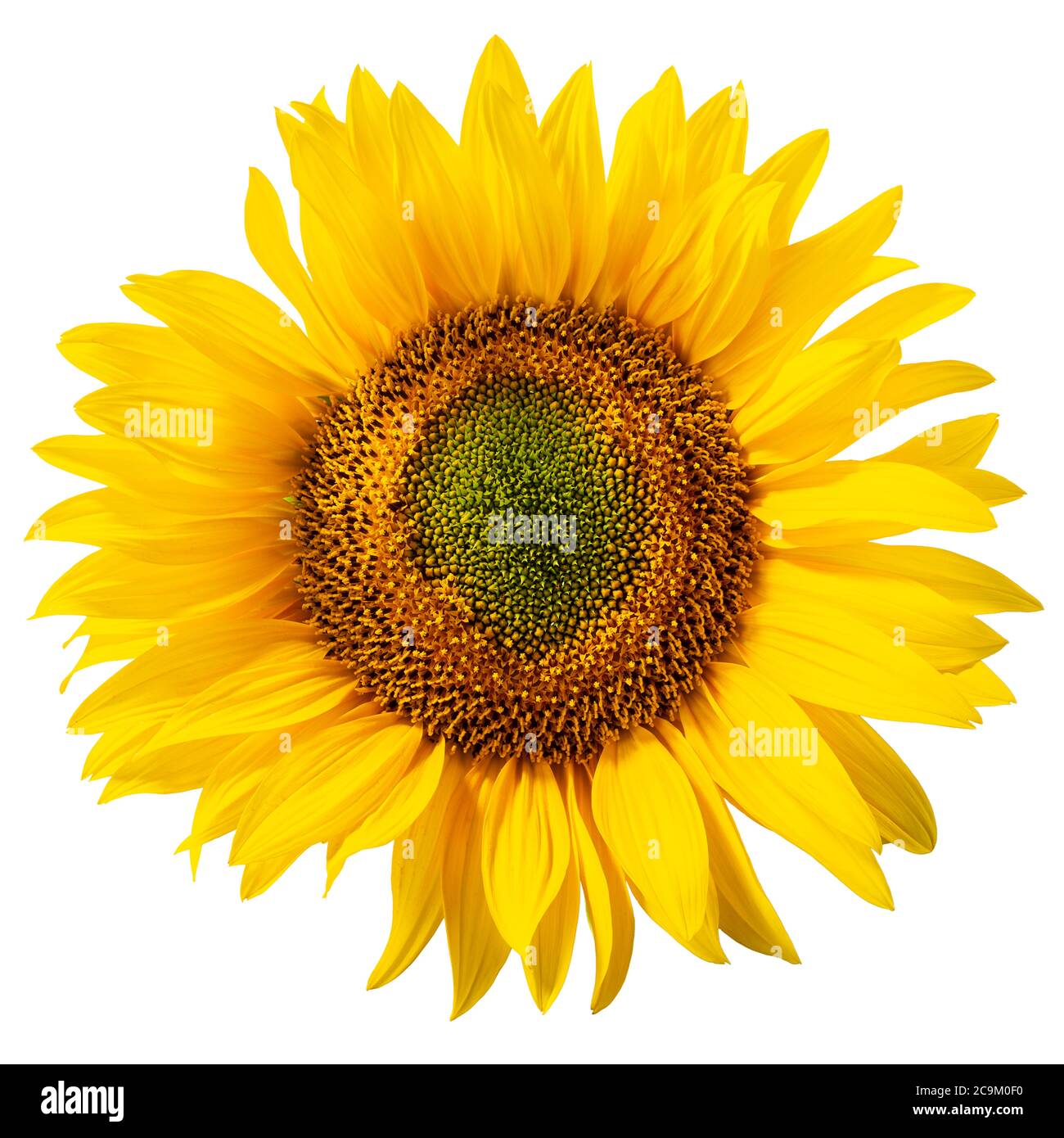Girasole (Inflorescenza Helianthus annuus) isolato Foto Stock