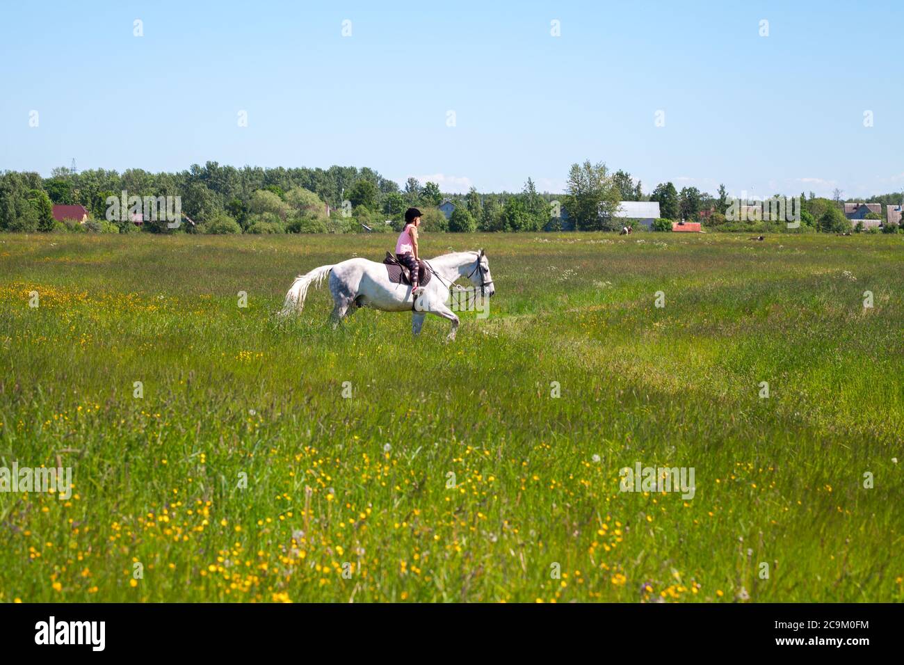 La bambina cavalcava un cavallo bianco razza trotter di oggetti d'epoca su un prato in giornata di sole Foto Stock