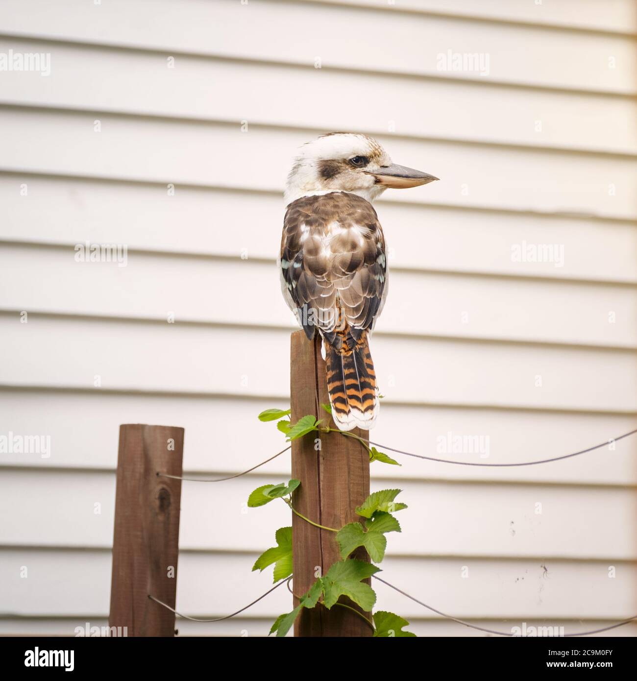 Australian Laughing Kookaburra (Dacelo novaeguineae) appollaiato su un palo da giardino che mostra le piume posteriori guardando lateralmente mostrando il profilo del becco al tramonto Foto Stock