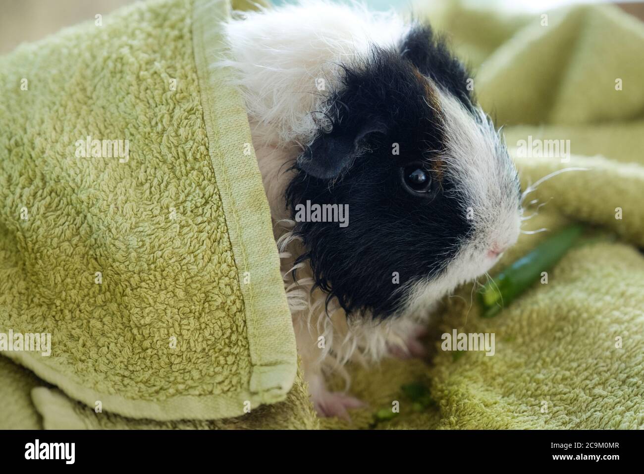 Cavia di Sheba Cross Rex con capelli lunghi mangiare uno spuntino di fagioli verdi su un asciugamano mentre asciugandosi dopo essere stato bagnato Foto Stock