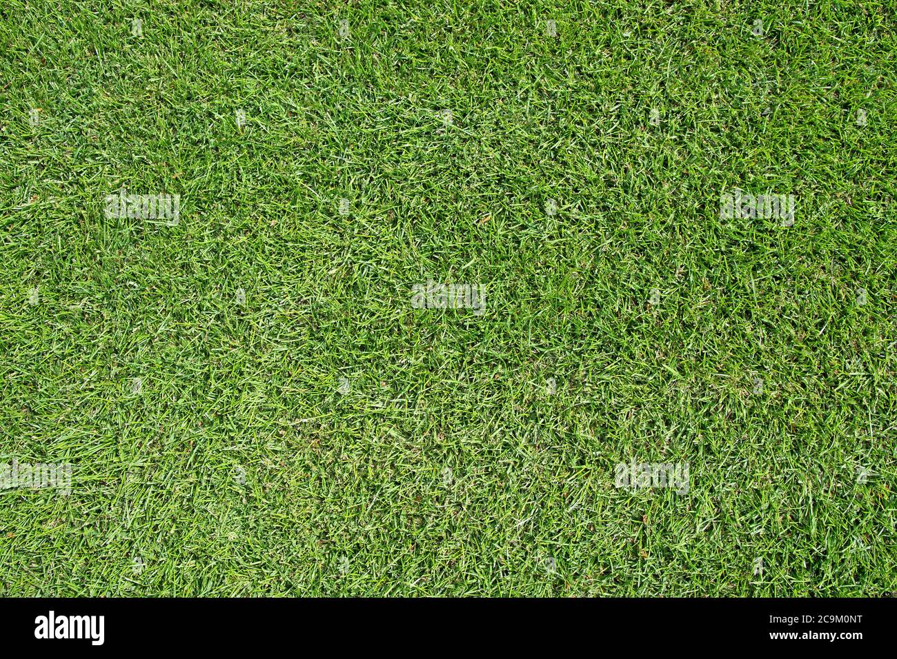 Erba verde tagliata corto Foto Stock