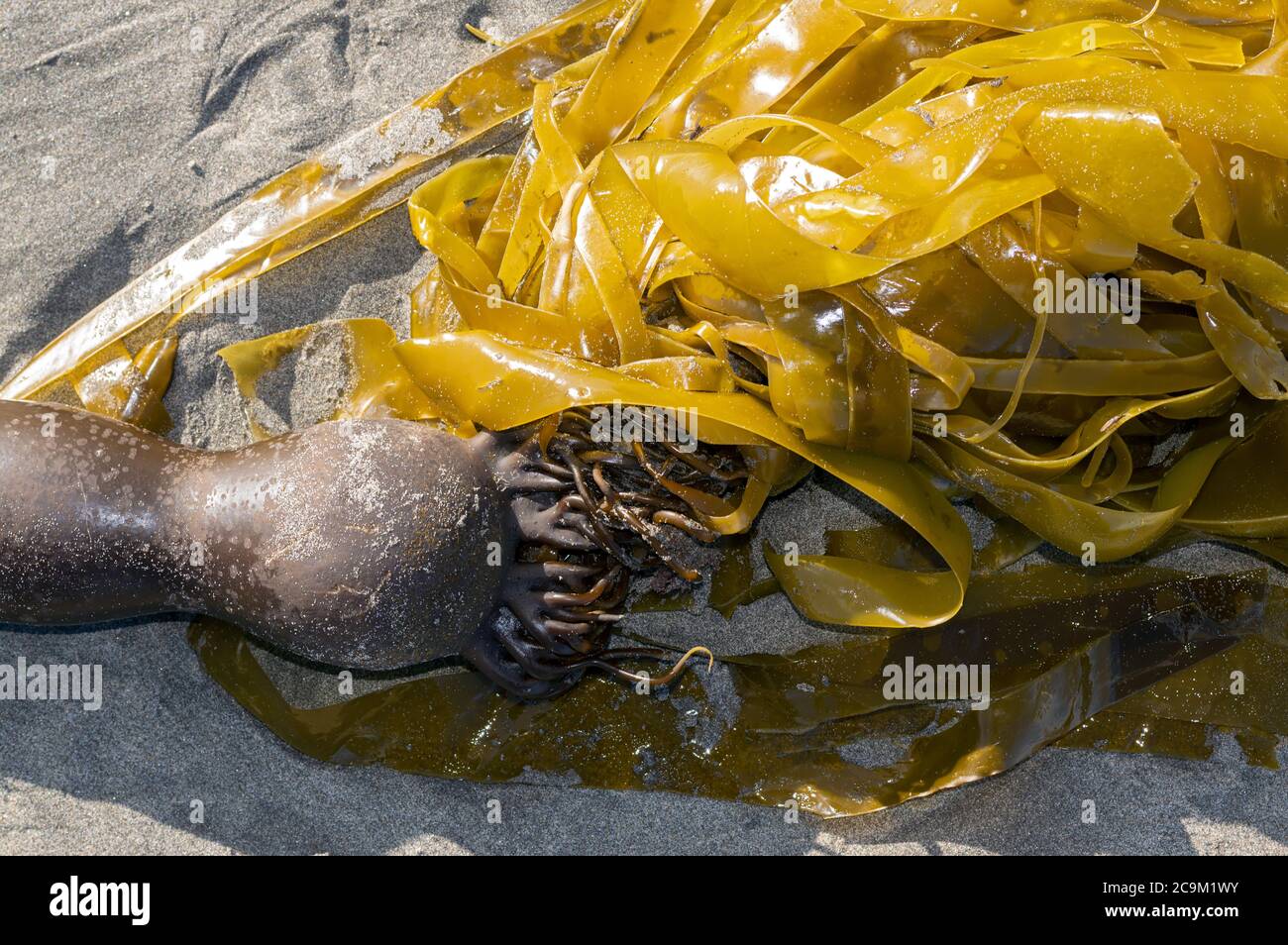 Bullwhip kelp primo piano lavato a riva sulla costa dell'Oceano Pacifico Foto Stock