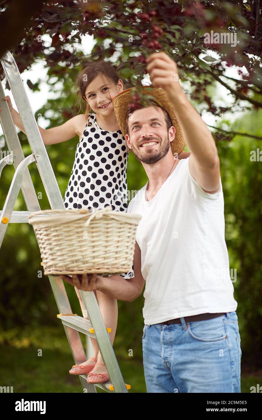 Padre e figlia che raccolgono ciliegie in giardino in una bella giornata Foto Stock