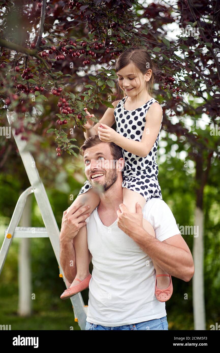 Padre che aiuta la figlia a raccogliere le ciliegie dall'albero nel giardino Foto Stock