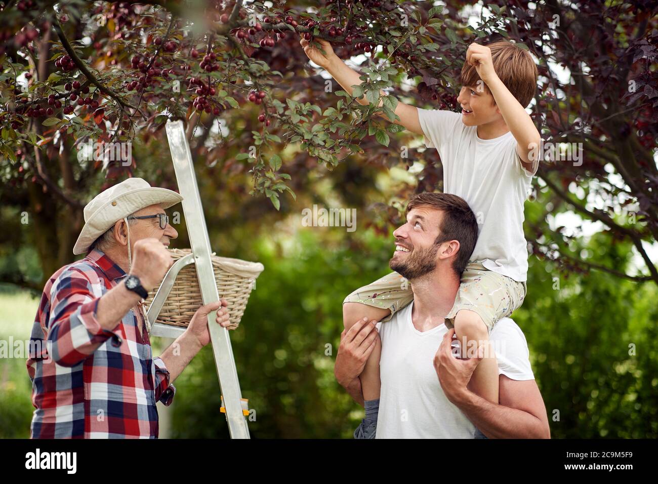 Buona famiglia che raccoglie le ciliegie in giardino in una bella giornata Foto Stock