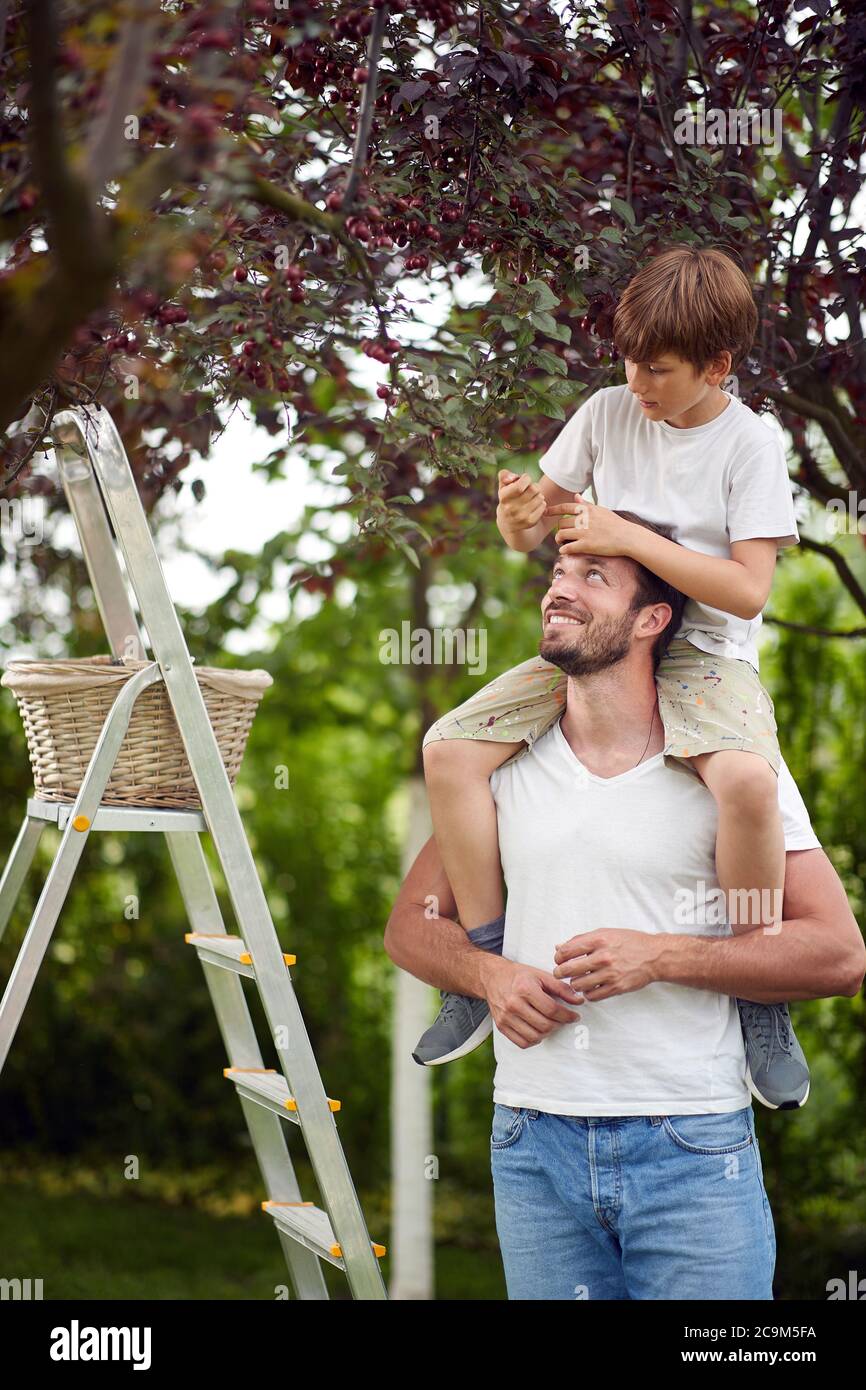 Un ragazzo che raccoglie ciliegie in giardino dalle spalle del padre Foto Stock