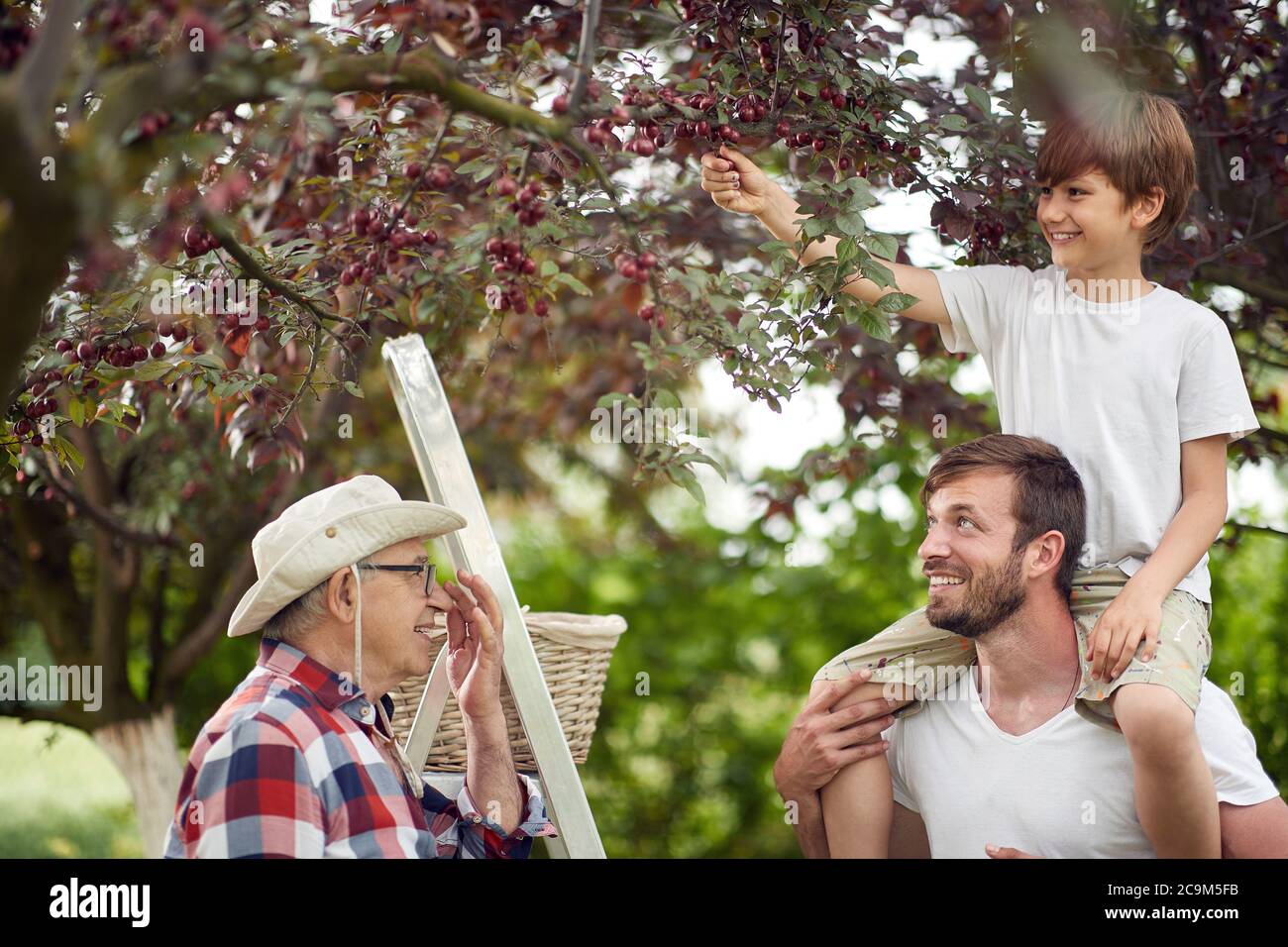 Un ragazzo che raccoglie ciliegie con suo padre e suo nonno in giardino Foto Stock