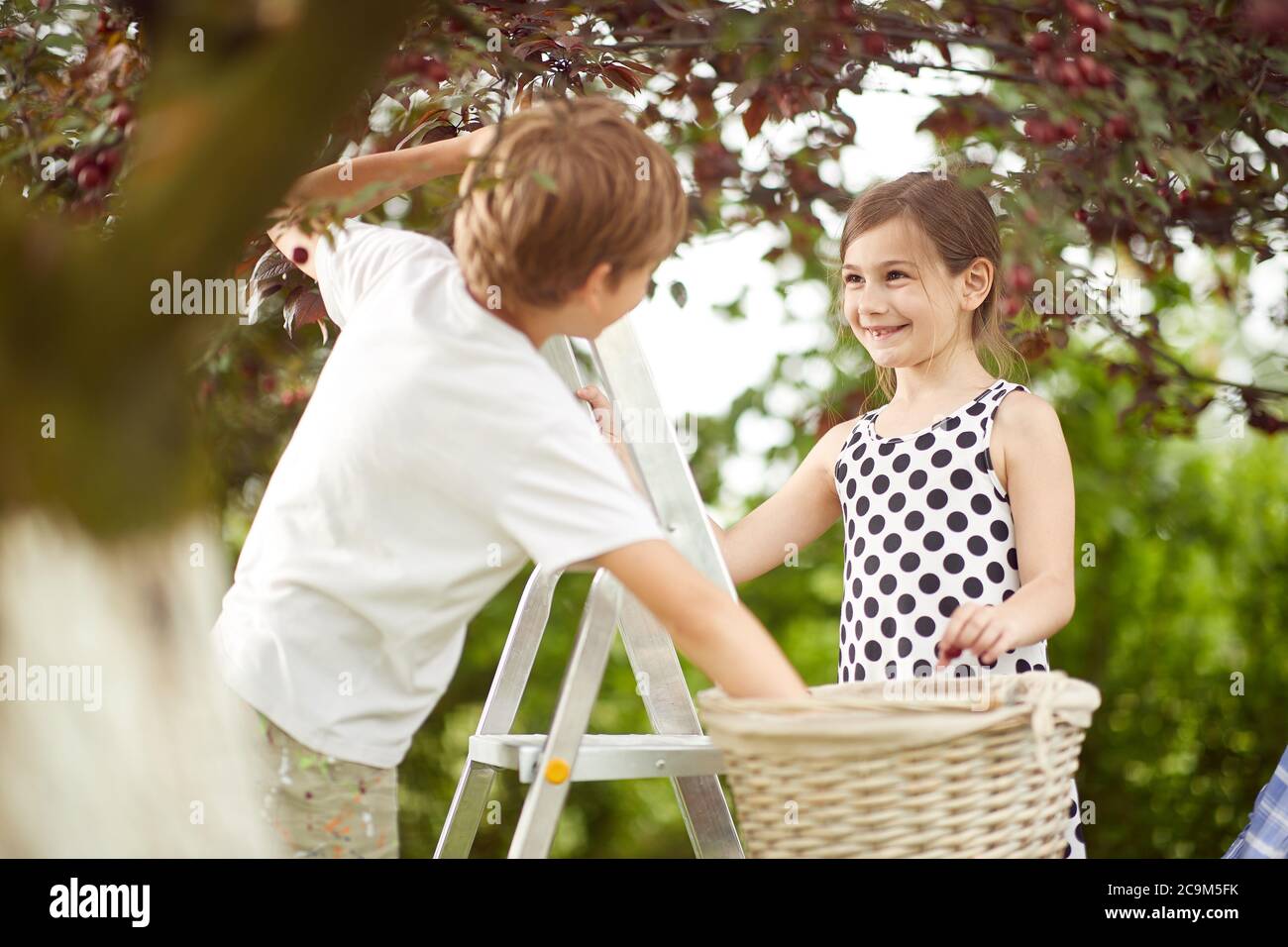 Fratello e sorella si divertano a raccogliere le ciliegie in un cestino nel giardino Foto Stock