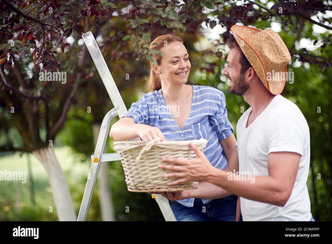 Sposi felici nel giardino raccogliendo ciliegie in un cestino Foto Stock