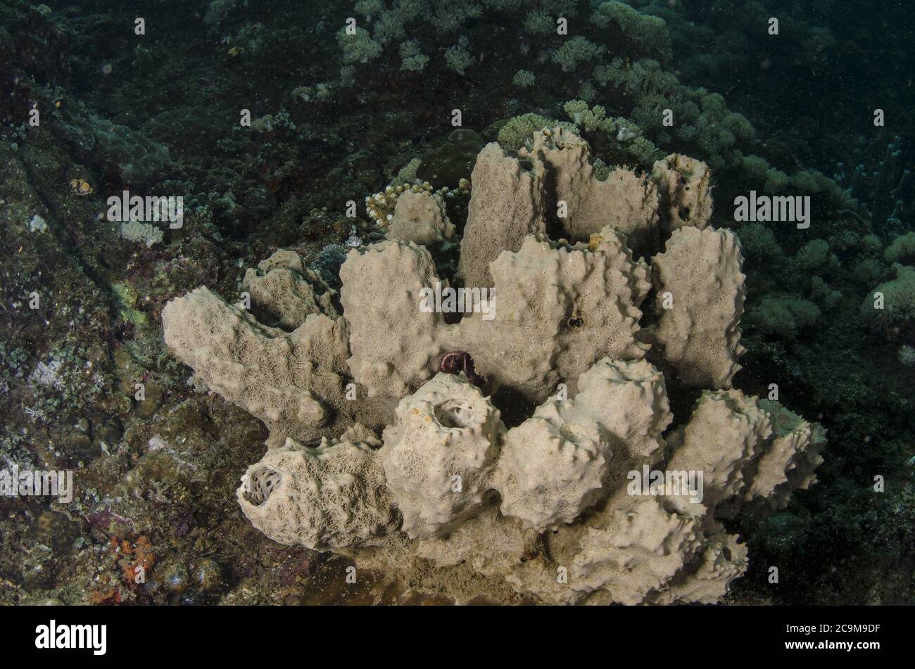 Spugna a tubo lumpy, Liosina granularis, Dictyonellidae, Anilao, Batangas, Filippine, Oceano Indo-pacifico, Asia Foto Stock