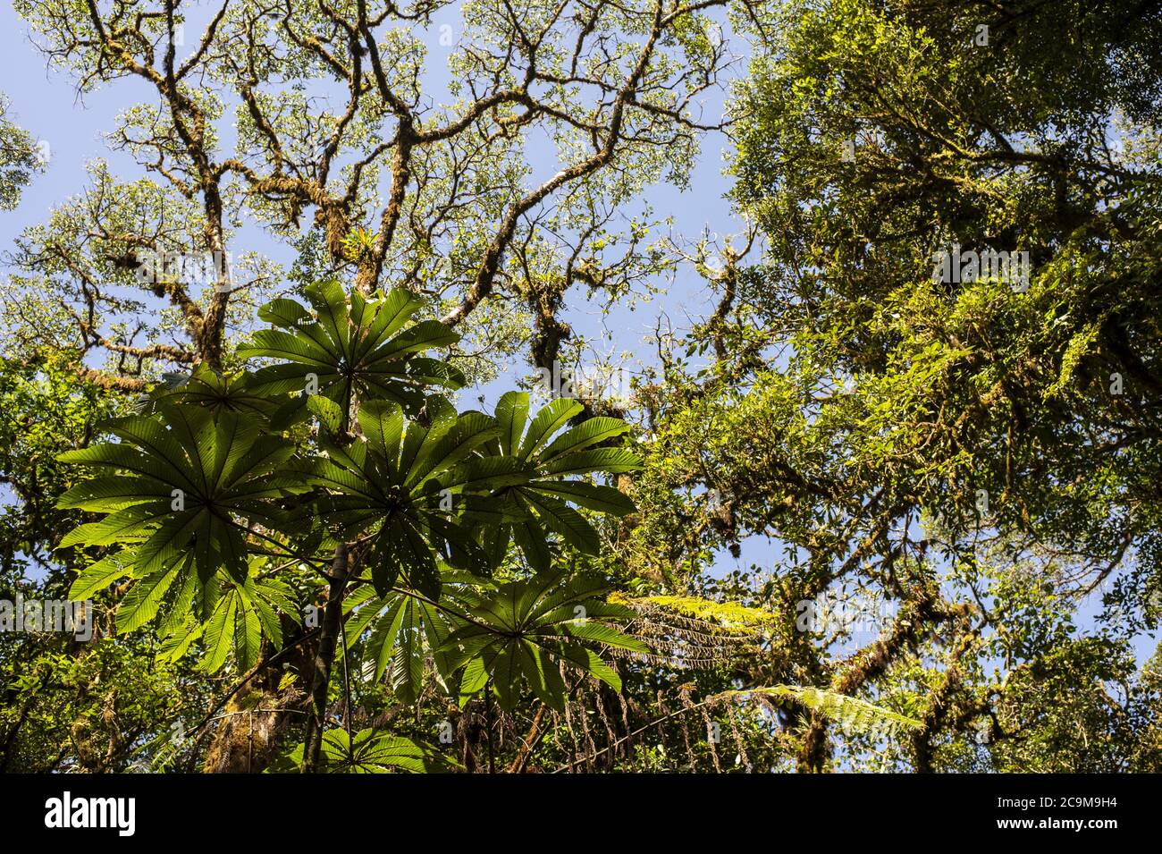 Tromba, Cetropia peltata, Urticaceae, Monteverde Cloud Forest Reserve, Costa Rica, Centroamerica Foto Stock