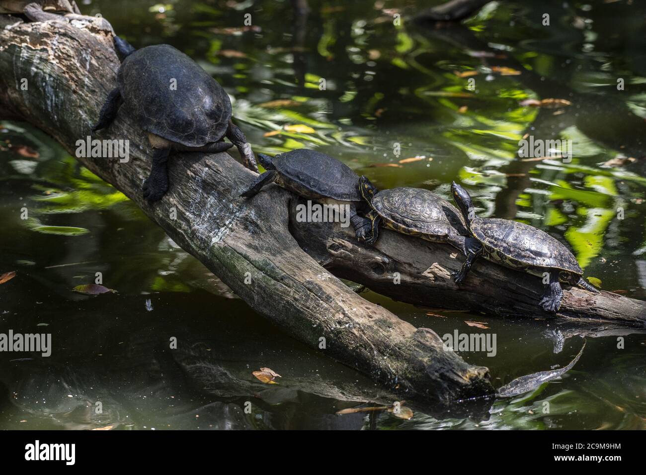 Tartaruga di legno nero o tartaruga di fiume nera, Rhinoclemmys funerea, Geoemydidae, Costa Rica, Centroamerica Foto Stock