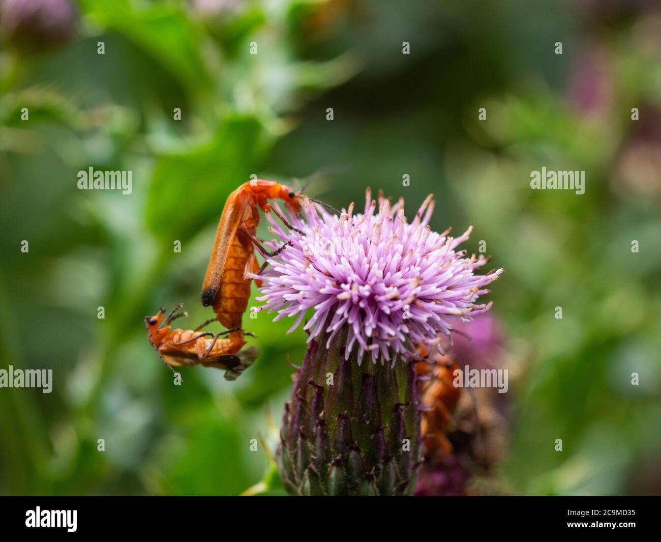 Rhagonycha fulva, soldato rosso comune che si accoppia su un thistle, luglio, Cornovaglia, Regno Unito Foto Stock