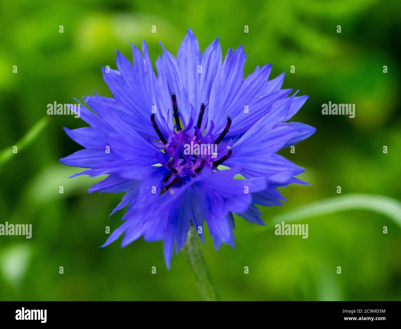 Centaurea cyanus, cornflower, luglio, Cornovaglia, Regno Unito Foto Stock
