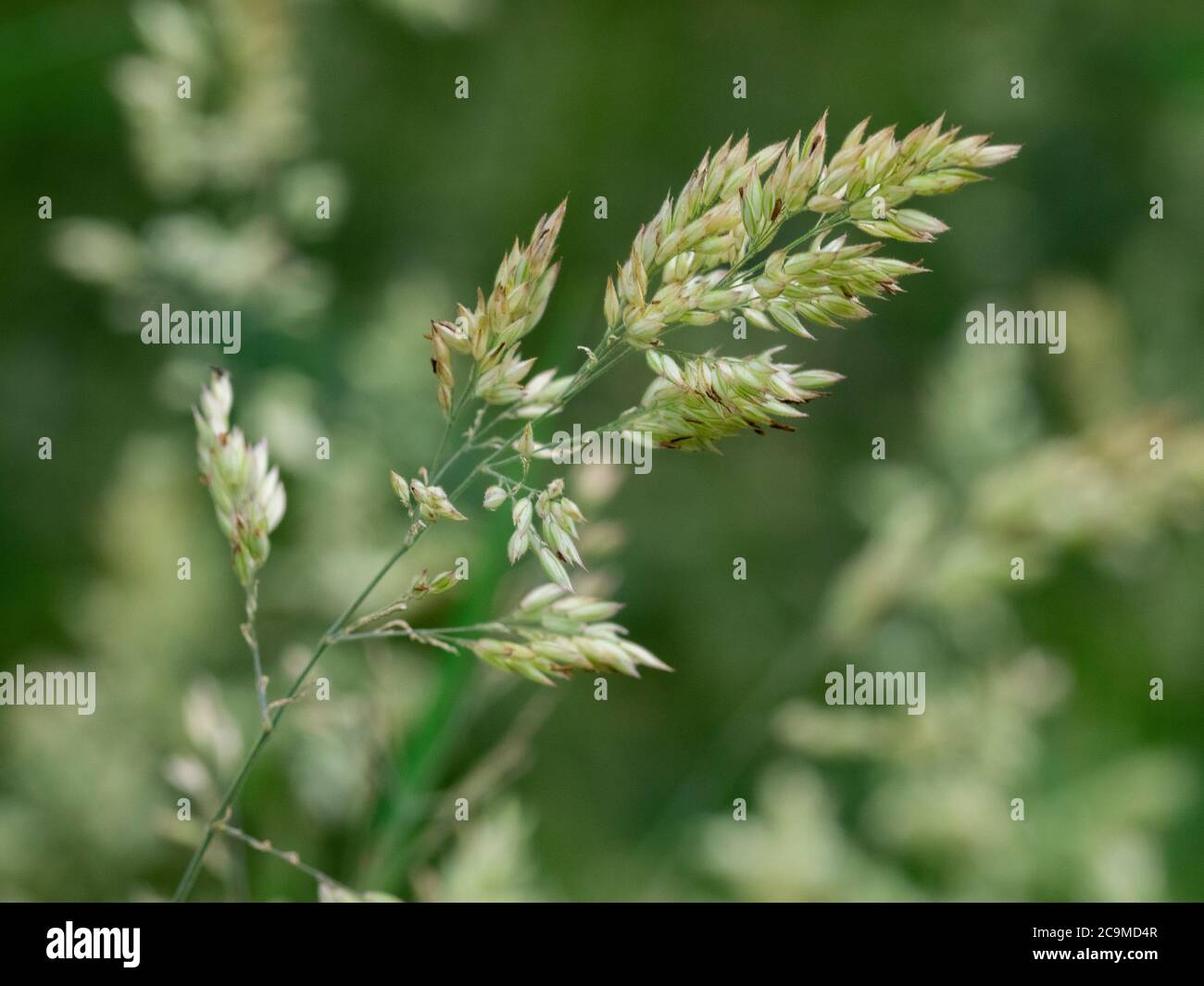 Primo piano di Yorkshire nebbia erba selvatica, Holcus lanatusgrass, luglio, Cornovaglia, Regno Unito Foto Stock