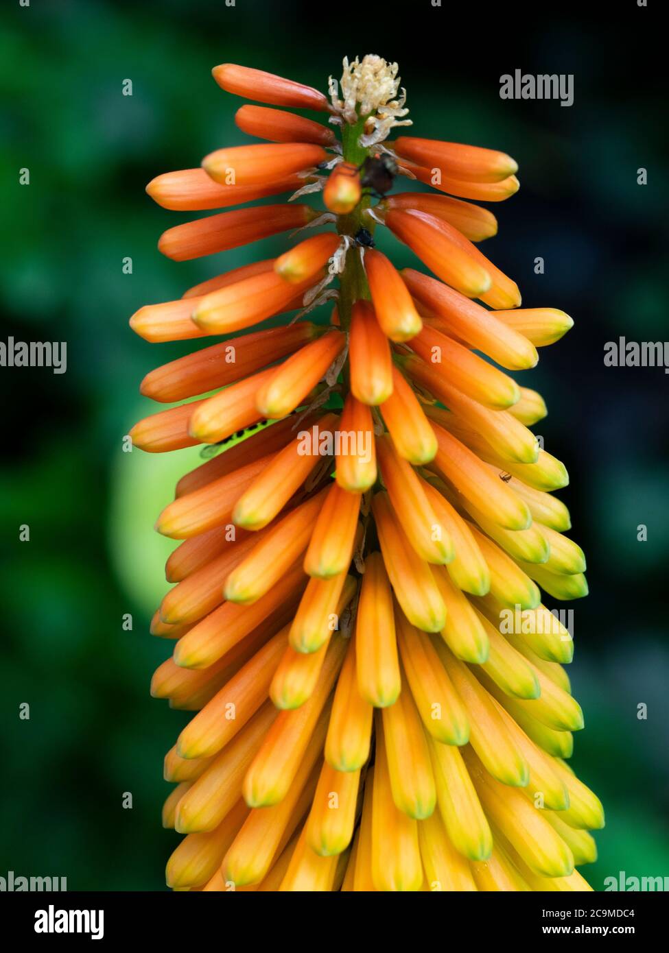 Shining Scepter, ibrido kniphofia, Devon, Regno Unito luglio Foto Stock