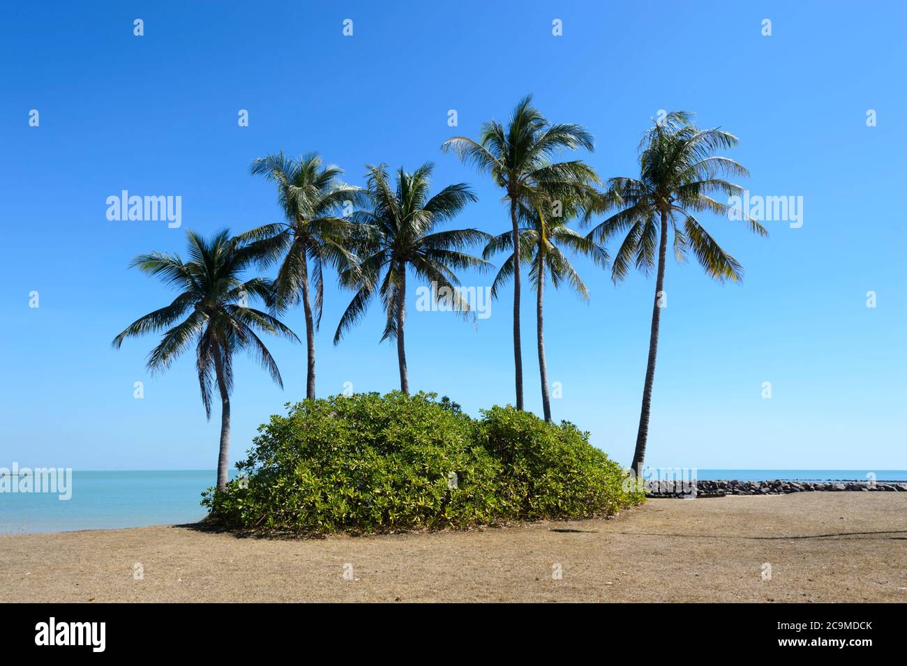 Gruppo panoramico di palme a Dundee Beach vicino a Darwin, Northern Territory, NT, Australia Foto Stock