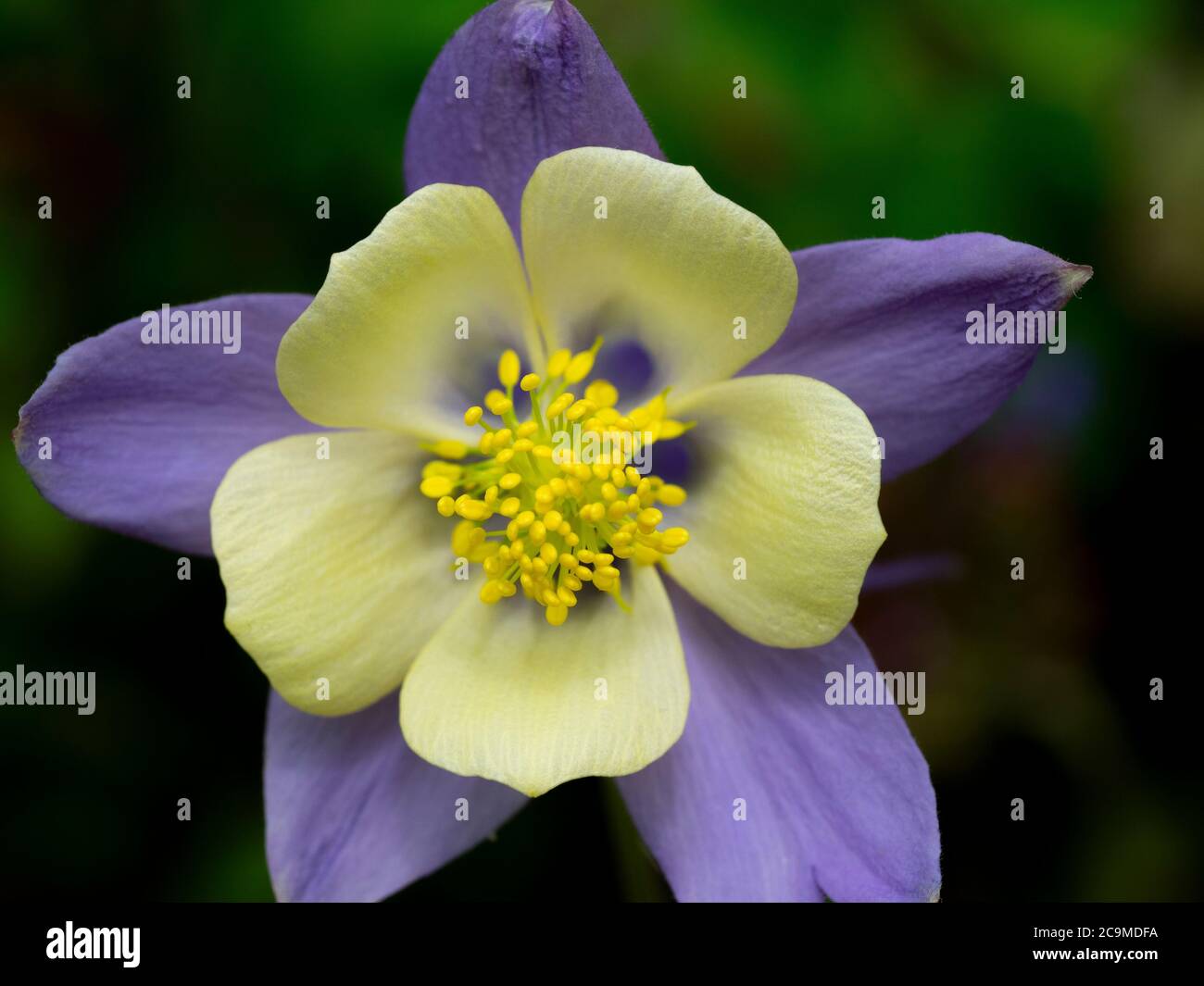 Aquilegia, columbine, Devon, UK, luglio Foto Stock