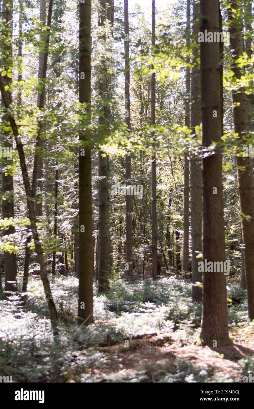 gambo di abete con rocce in foresta Foto Stock