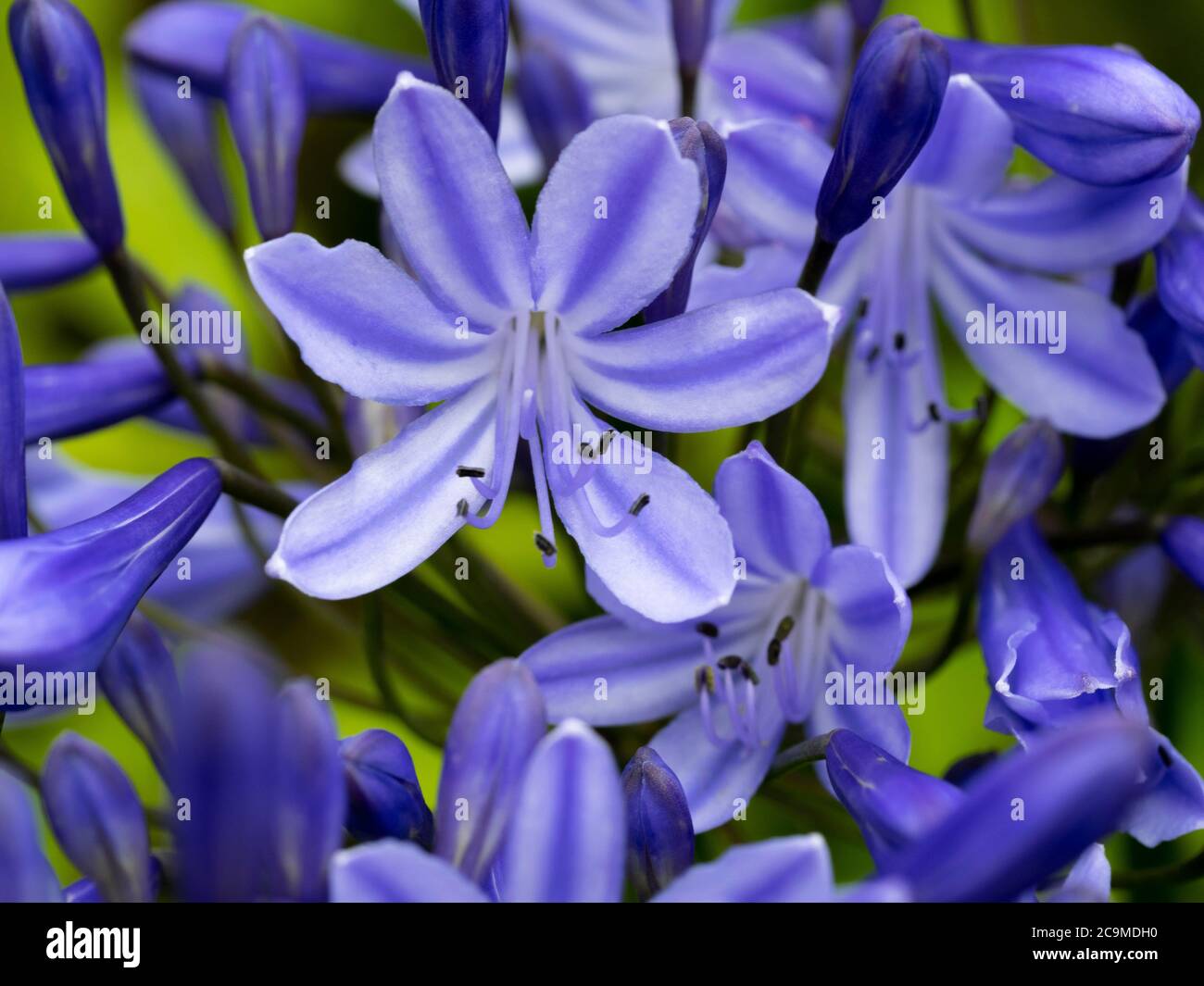 Agapanthus praecox, giglio africano, Devon, Regno Unito, luglio Foto Stock