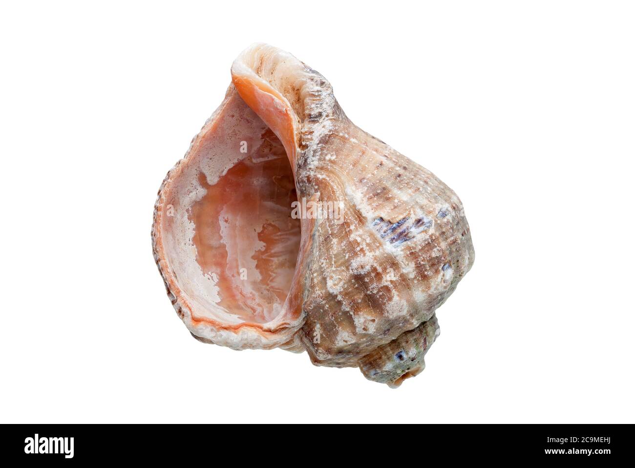 Rapana un cockleshell di mare, una malyuska cibo di mare su uno sfondo bianco. Foto Stock