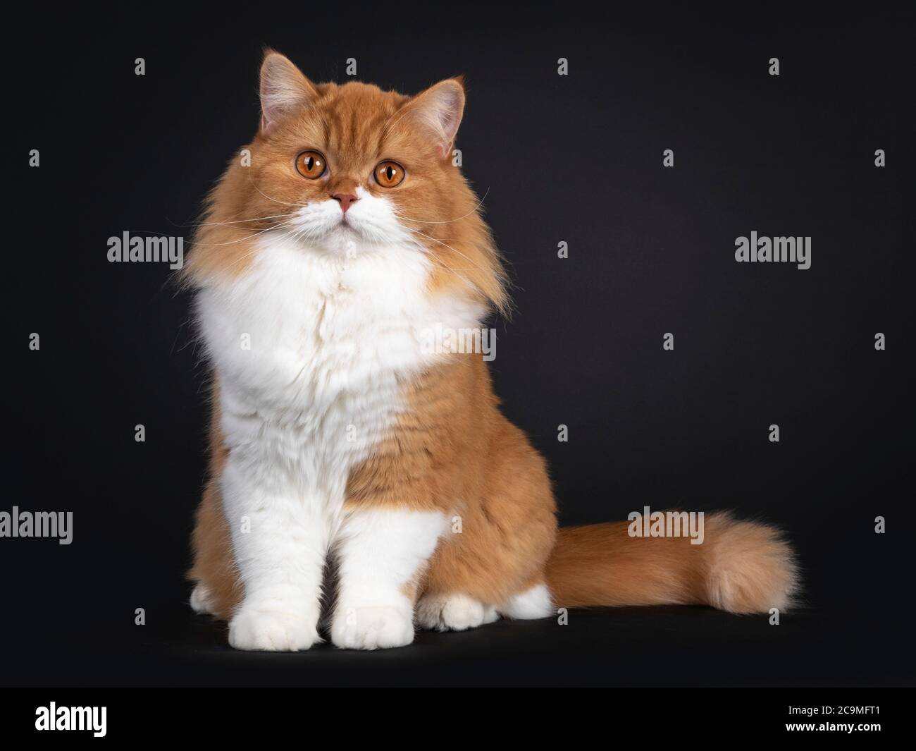 Adorabile rosso con gatto bianco British Longhair, seduta di fronte. Guardando la fotocamera con grandi occhi arancioni. Isolato su sfondo nero. Foto Stock
