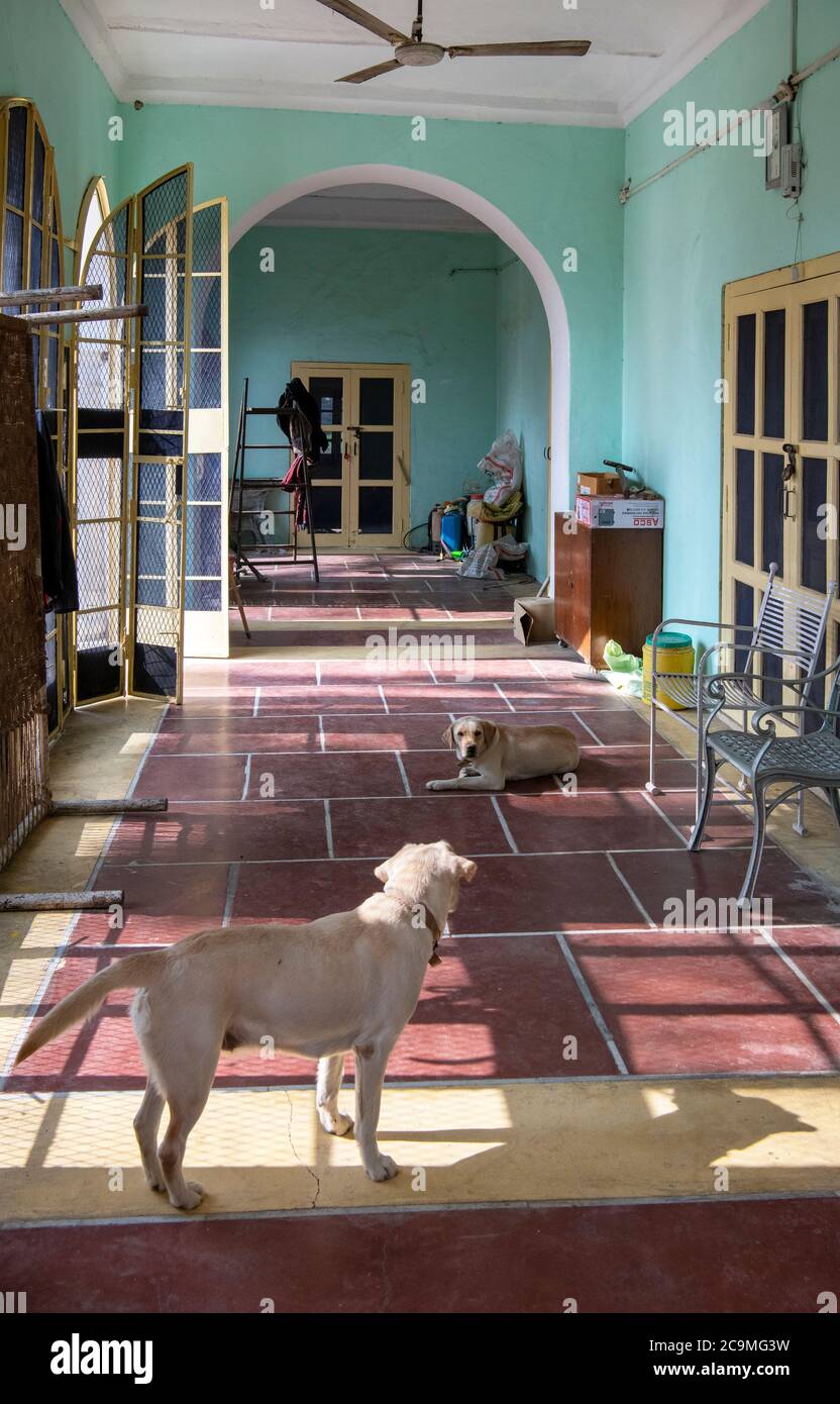 Casa colonica interna con due cani Fatehgarh Chana Sungut Punjab India Foto Stock