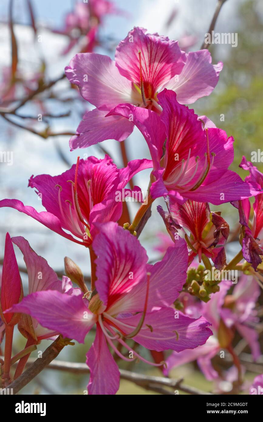 Fiori rosa di Bauhinia Blakeana comunemente chiamato l'albero delle orchidee di Hong Kong. Foto Stock