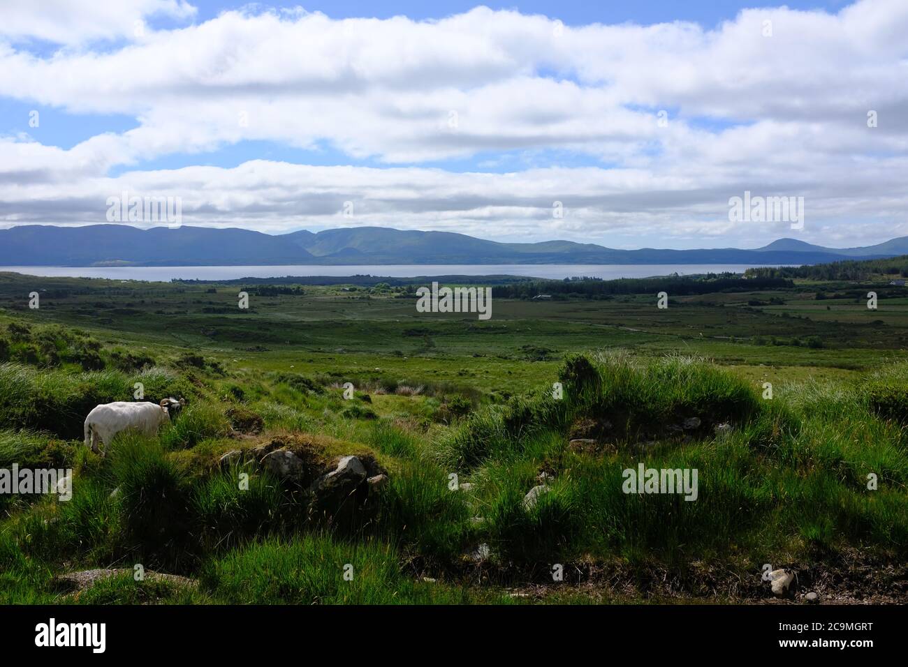 Camminando lungo la Kerry Way nel 2019 nel conte Kerry nel sud dell'Irlanda, girando intorno alla penisola di Iveragh sezione Sneem a Caherdaniel Foto Stock