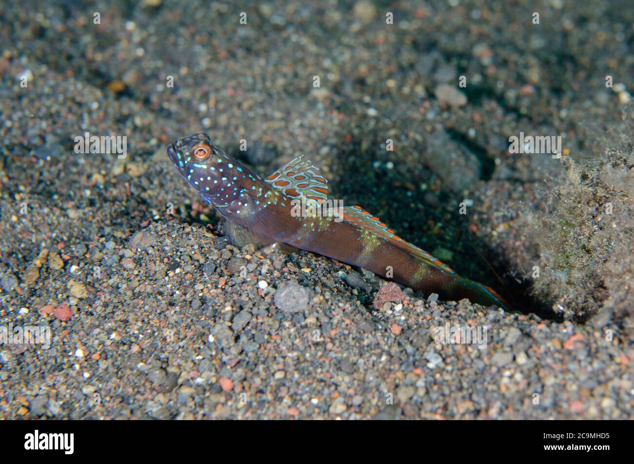 Shrimpgoby, Amblyeleotris latifasciata, con pinna estesa da buca sulla sabbia, sito di immersione Amed Beach, Amed, Bali, Indonesia, Oceano Indiano Foto Stock