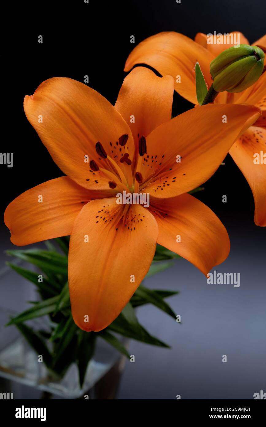 Lilium lancifolium, un bouquet di fiori in arancione su sfondo scuro Foto Stock