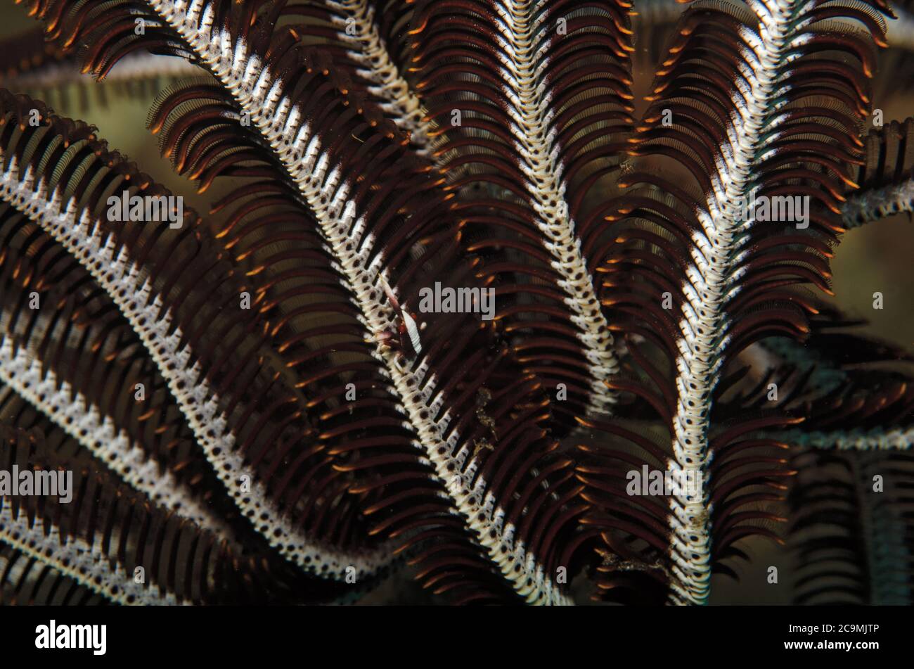 Gamberetti crinoidi, Periclemenes ambionensis, camuffati su una stella di piuma, Bali Indonesia Foto Stock