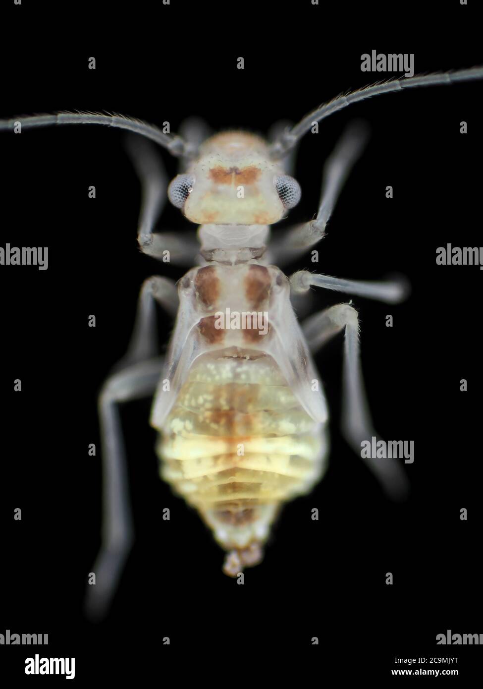 Barklouse immaturo (Psocidae), di circa 2 mm di lunghezza, al microscopio Foto Stock