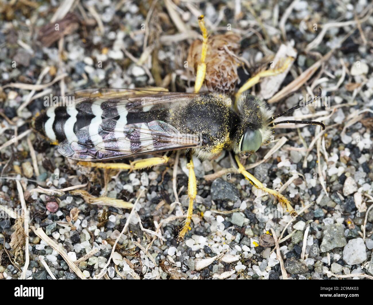 Bembix americana sabbia wasp nello stato di Washington, Stati Uniti Foto Stock