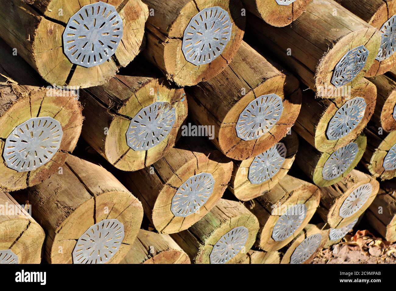 Pali di legno trattati con (CCA) questo è un conservante di legno contenente rame, cromo e arsenico. Foto Stock