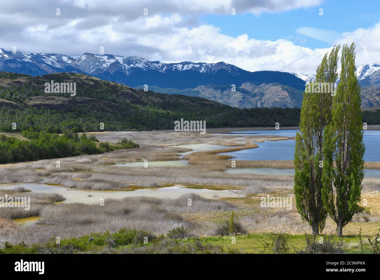 Alberi di pioppo di fronte alle Ande, Patagonia National Park, Chacabuco valle vicino Cochrane, Aysen Regione, Patagonia, Cile Foto Stock