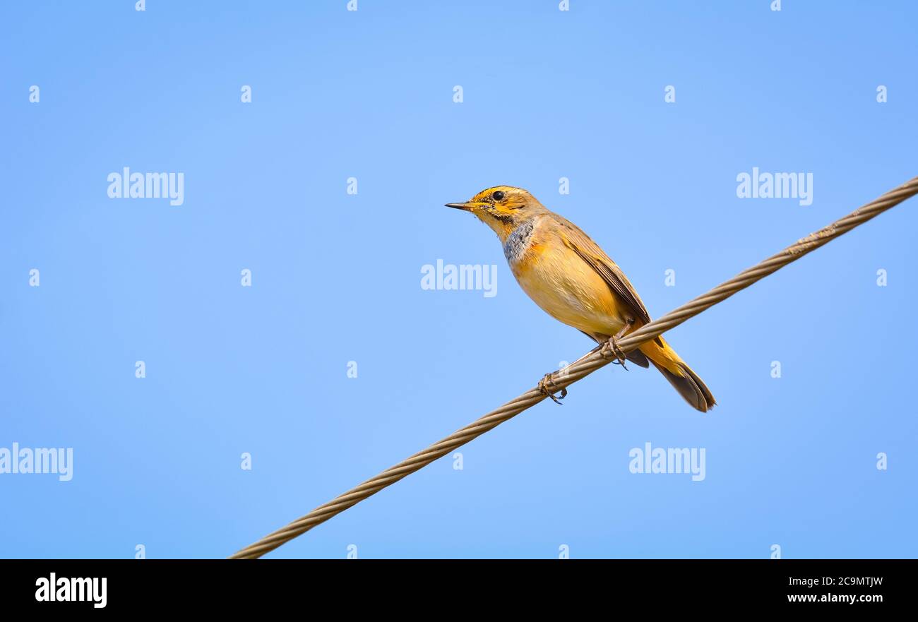 Il blugola è un piccolo uccello passerino che in passato era classificato come membro della famiglia Turdidae. Foto Stock
