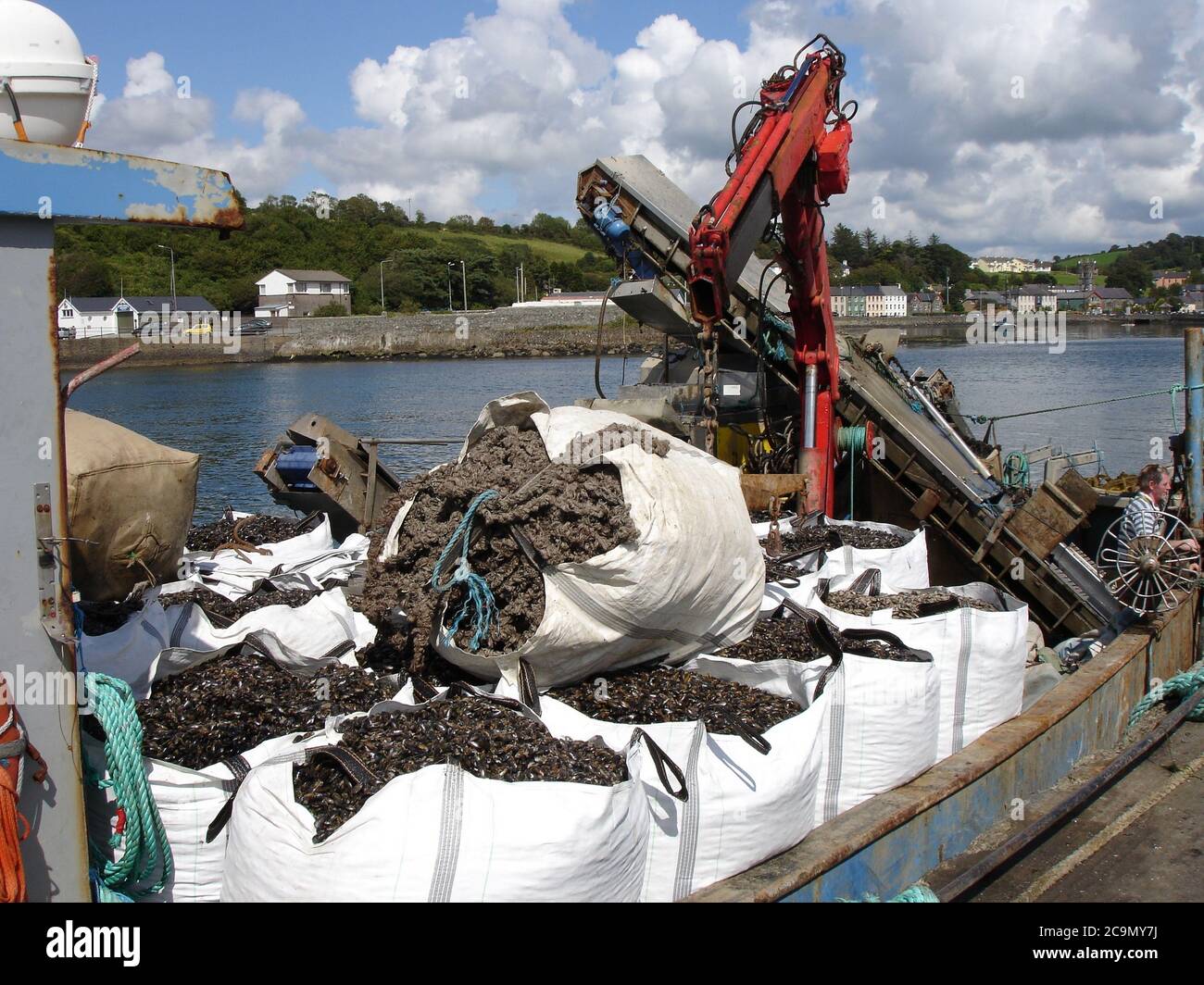 Raccolta di cozze coltivate nelle acque prive di inquinamento di Bantry Bay, Irelland Foto Stock