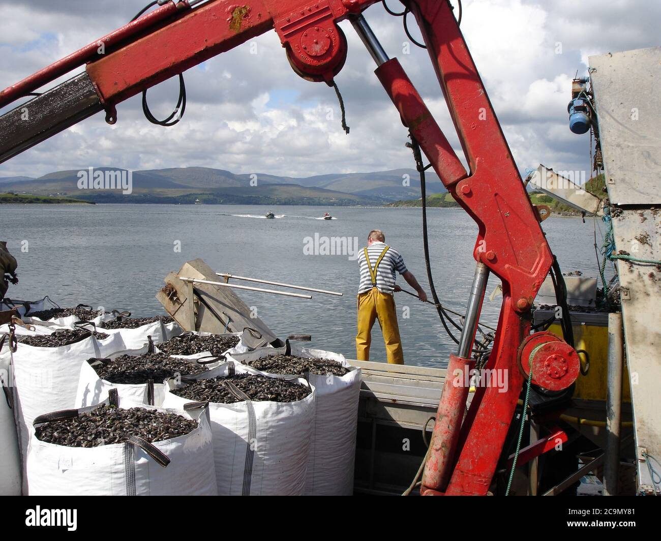 Raccolta di cozze coltivate nelle acque prive di inquinamento di Bantry Bay, Irelland Foto Stock
