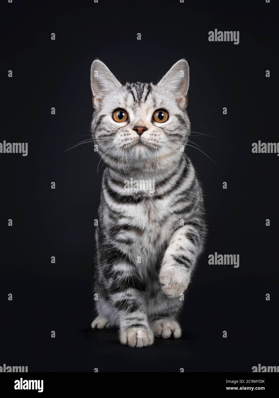 Carino gattino di gatto americano Shorthair, in piedi di fronte. Guardando la fotocamera con gli occhi arancioni, una zampa giocosa in aria. Isolato su nero Foto Stock
