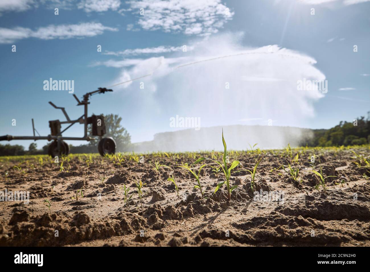 Irrigatore agricolo spruzzando acqua su asciutto archiviato. Temi siccità, ambiente e agricoltura. Foto Stock