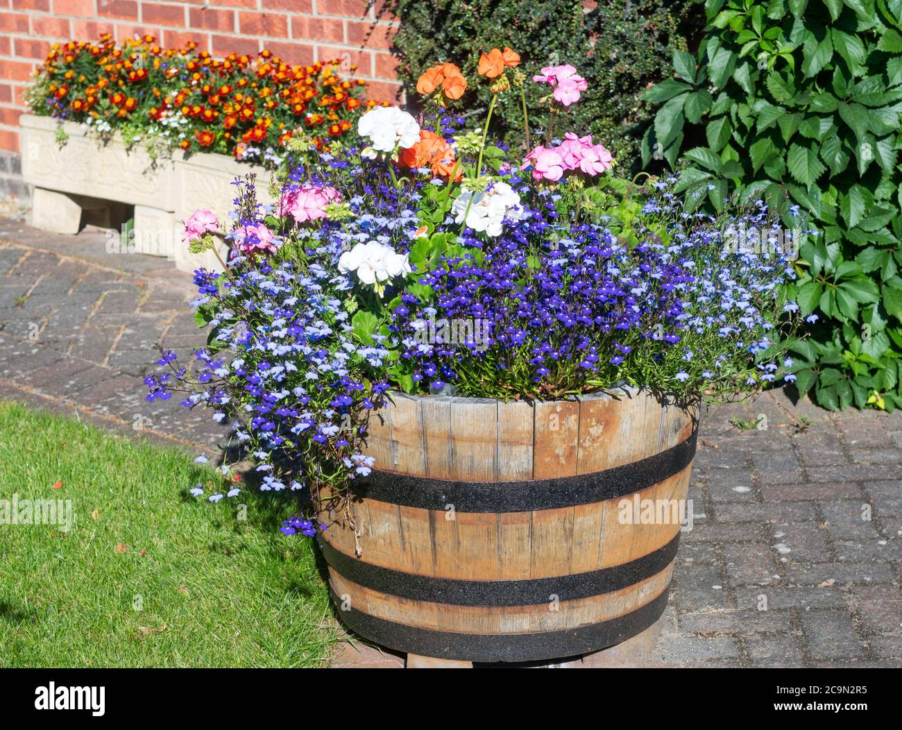 Paintbox di geranio F2 (Pelargonio) e lobelia in coda che cresce in una vasca di legno. Foto Stock