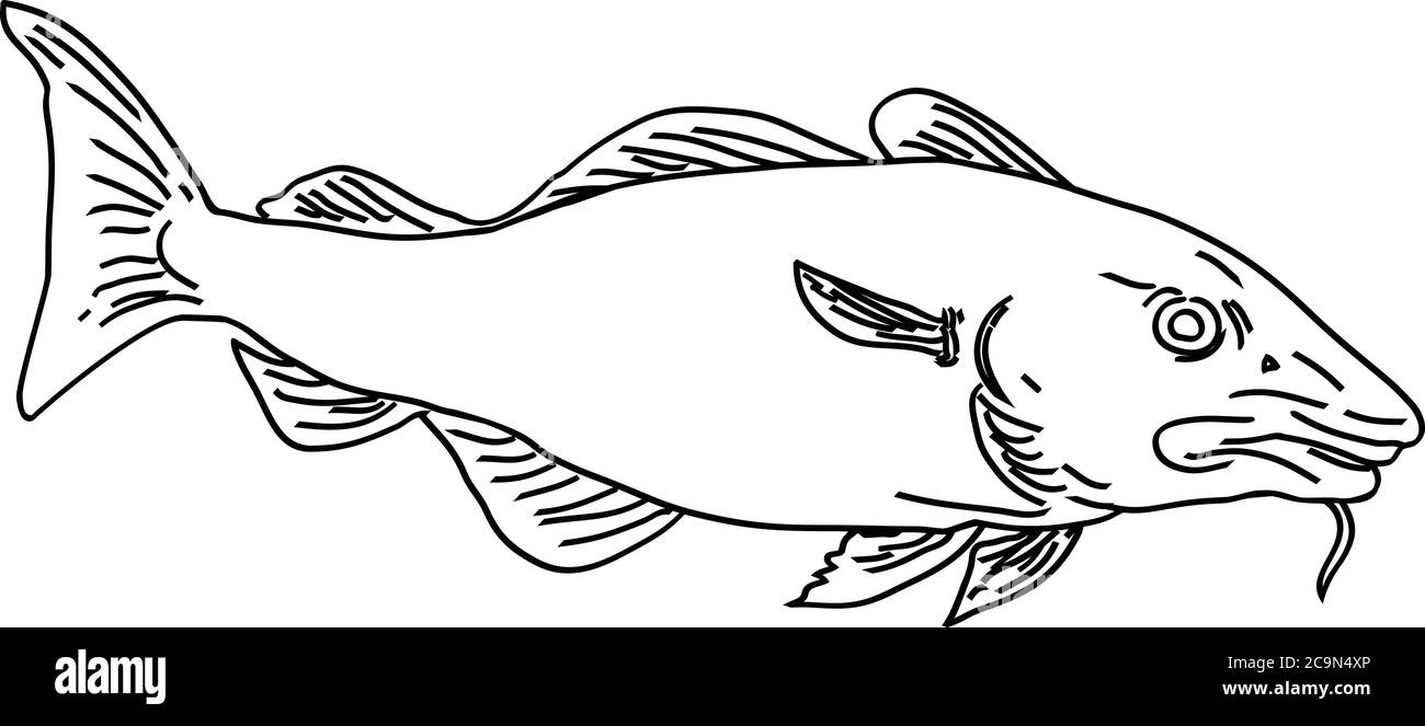 Linea illustrazione in stile artistico di un merluzzo Atlantico Gadus morhua, un pesce benthopelagico della famiglia Gadidae commercialmente noto come merluzzo o codling visto fr Illustrazione Vettoriale
