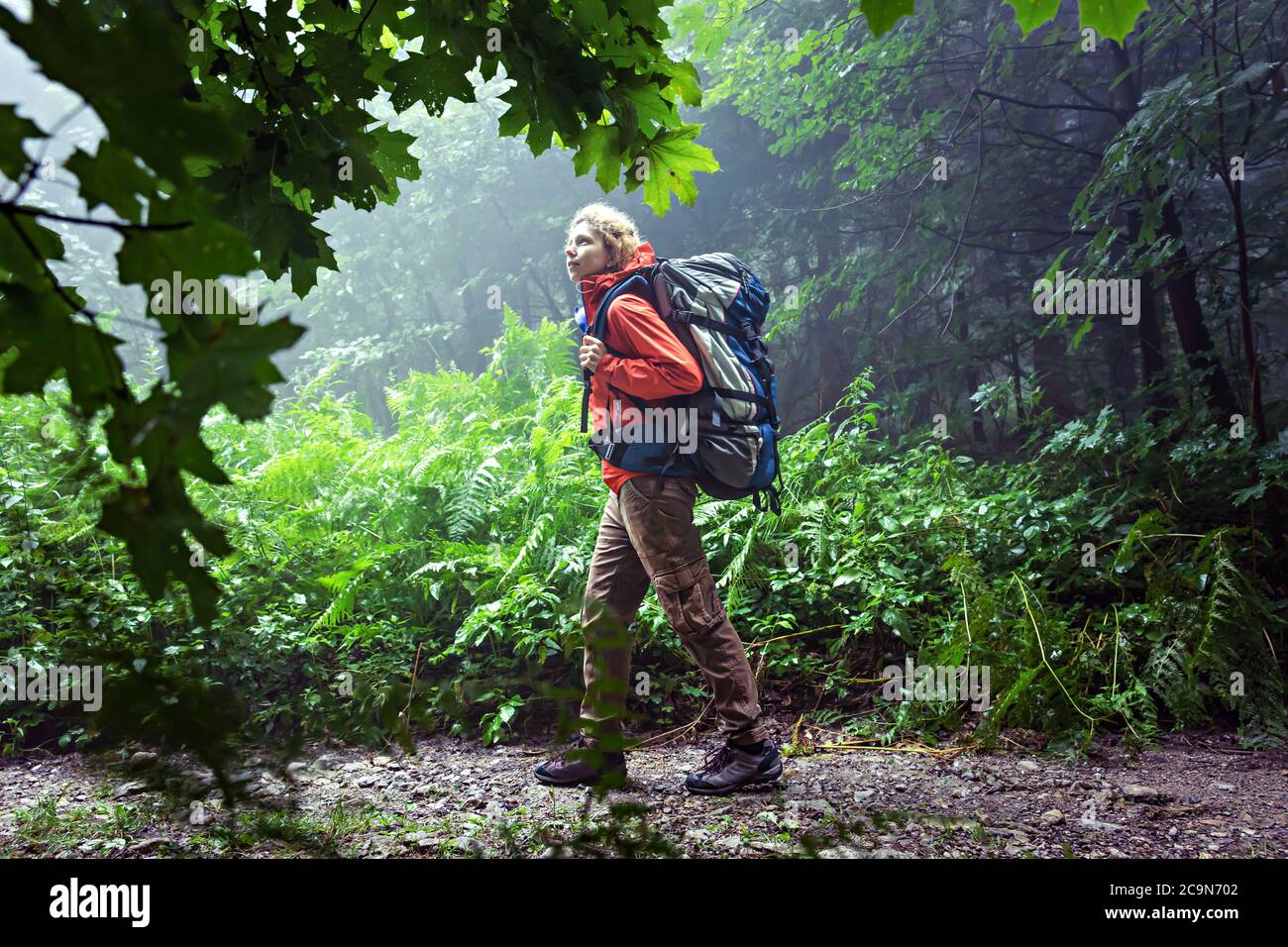 Escursionista caucasico, camminando attraverso la mistosa foresta pluviale, la mattina presto. Foto Stock