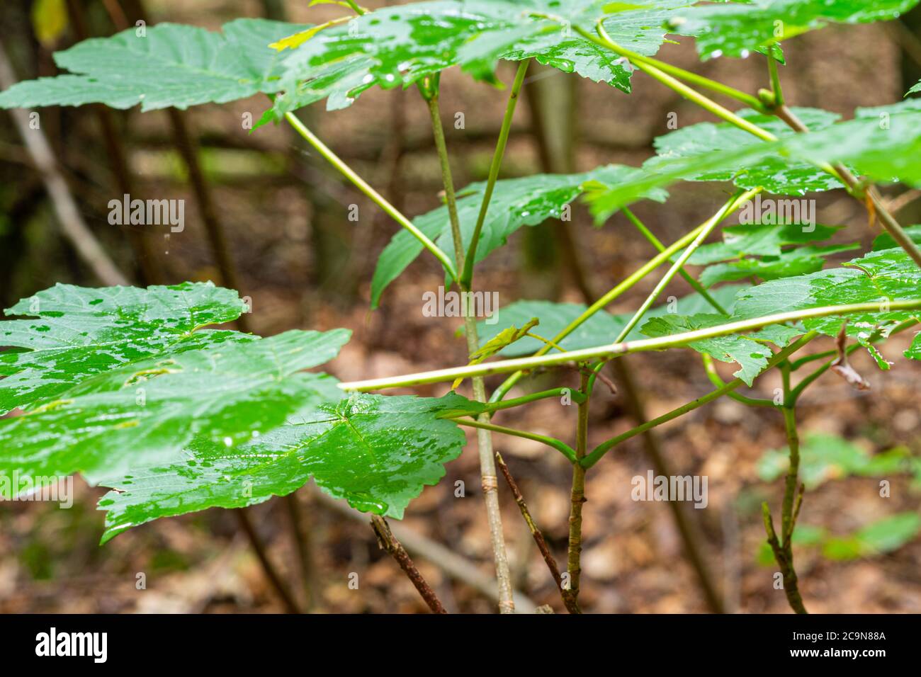 Un closeup immagine di foglie verdi in una foresta. Foglie gialle sfocate sullo sfondo Foto Stock