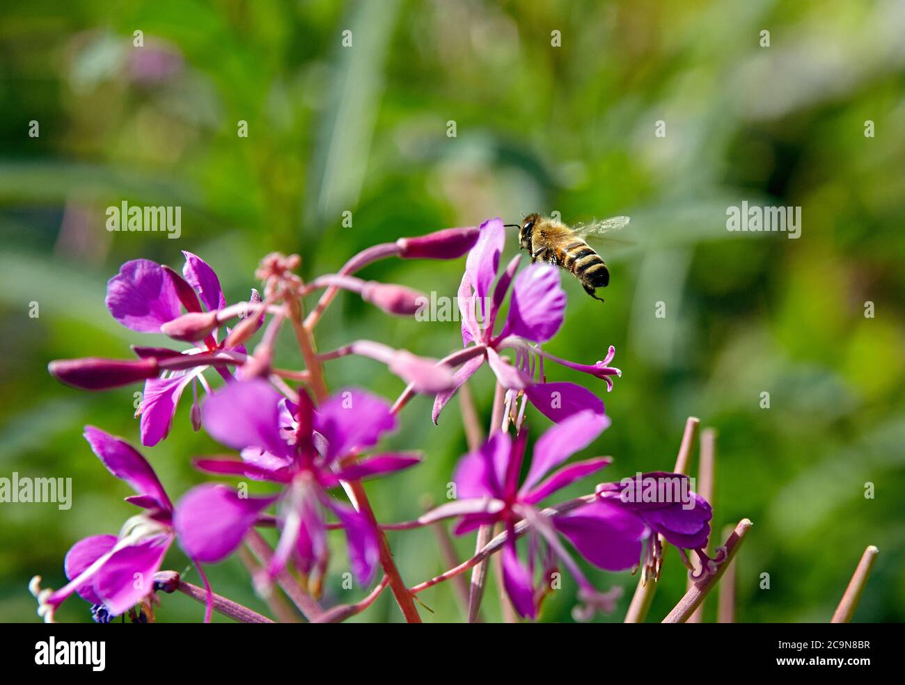 Ape che raccoglie pollini da un fiore viola, vogliono ottenere hunny Foto Stock