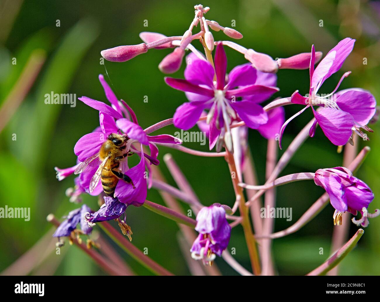 Ape che raccoglie pollini da un fiore viola, vogliono ottenere hunny Foto Stock