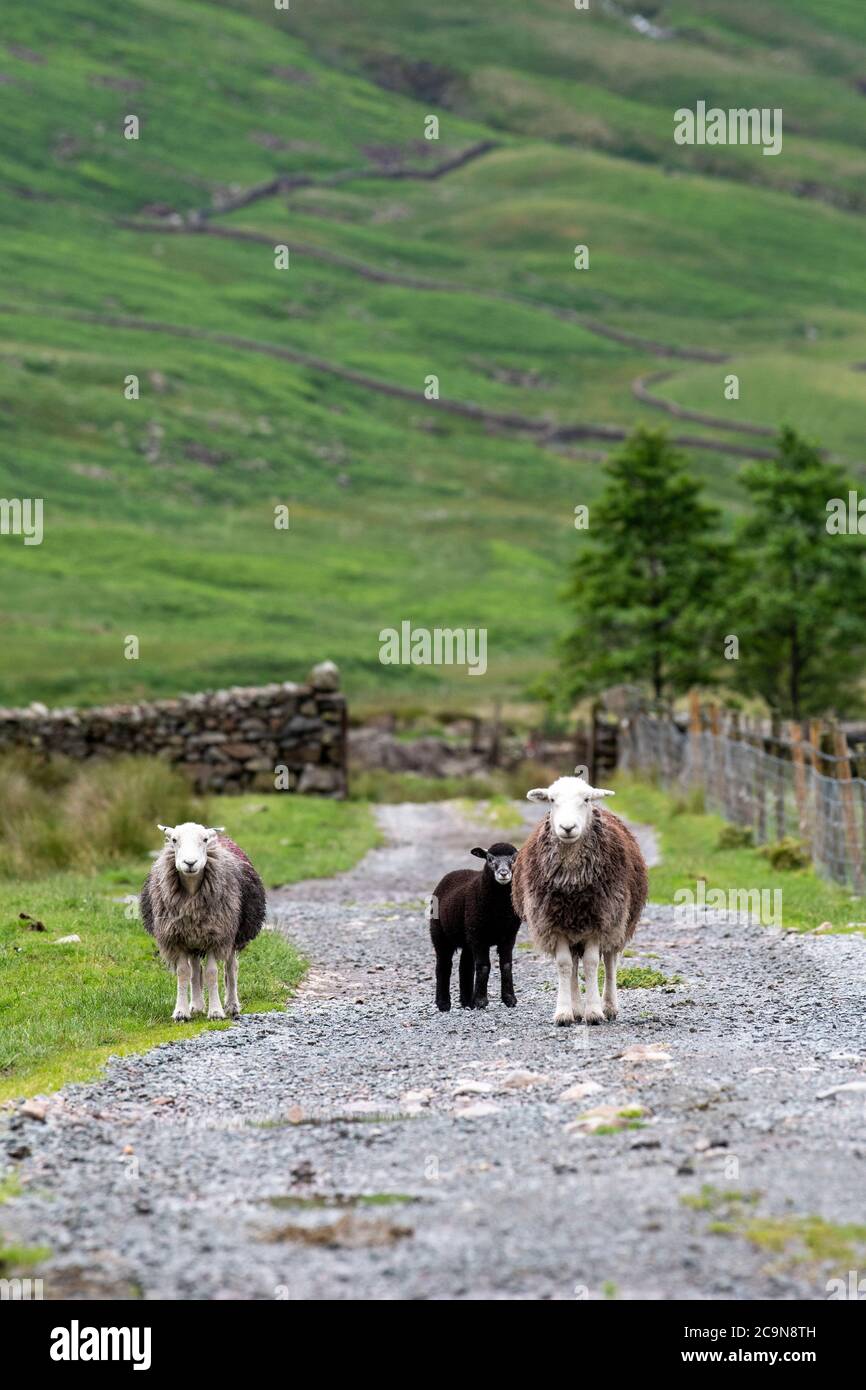 Pecore e agnelli di Herdwick che passeggiano lungo una corsia di fattoria nel Lake District, Cumbria, Regno Unito. Foto Stock