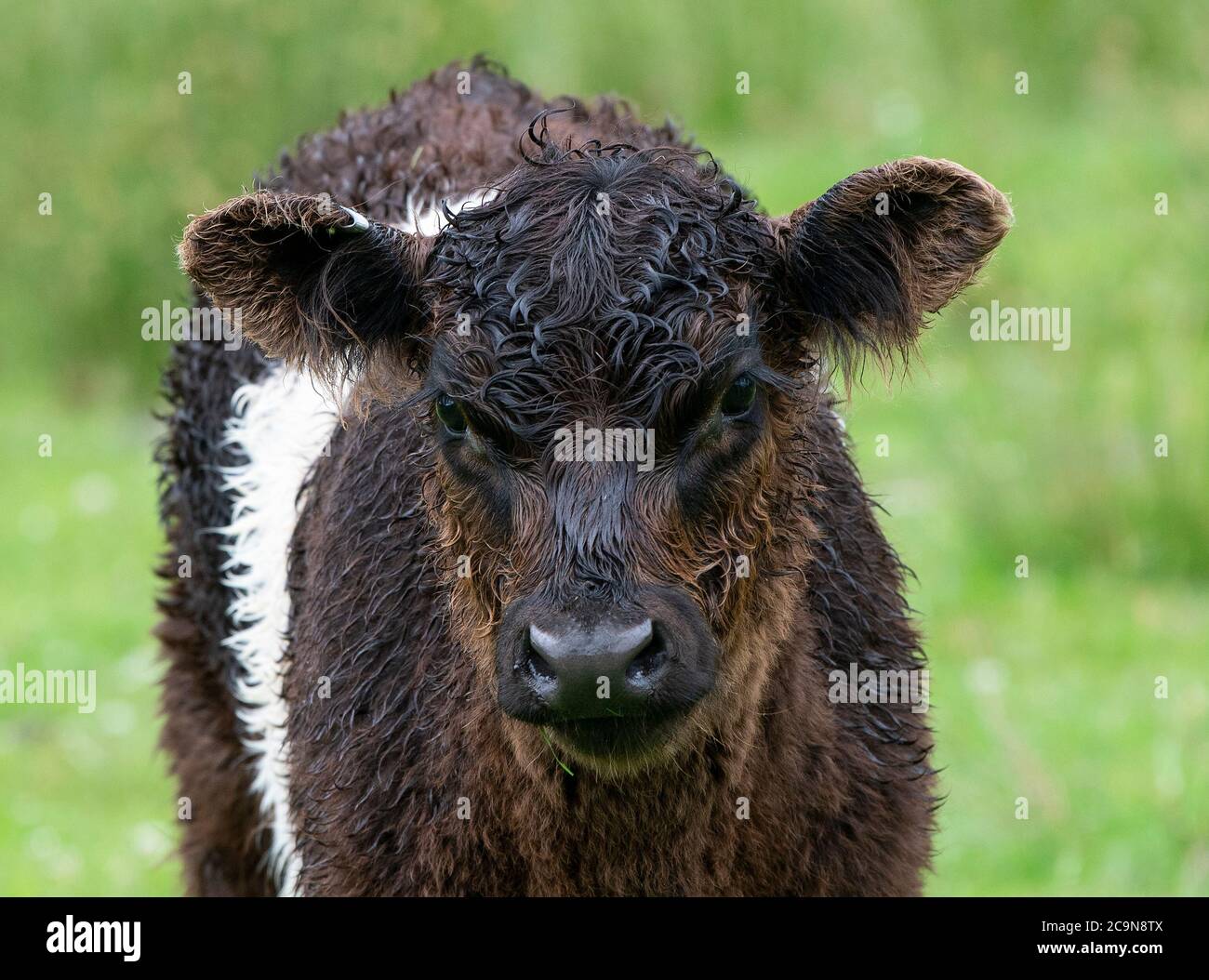 Giovane vitello Galloway Belted in pascolo, Lake District National Park, Regno Unito. Foto Stock