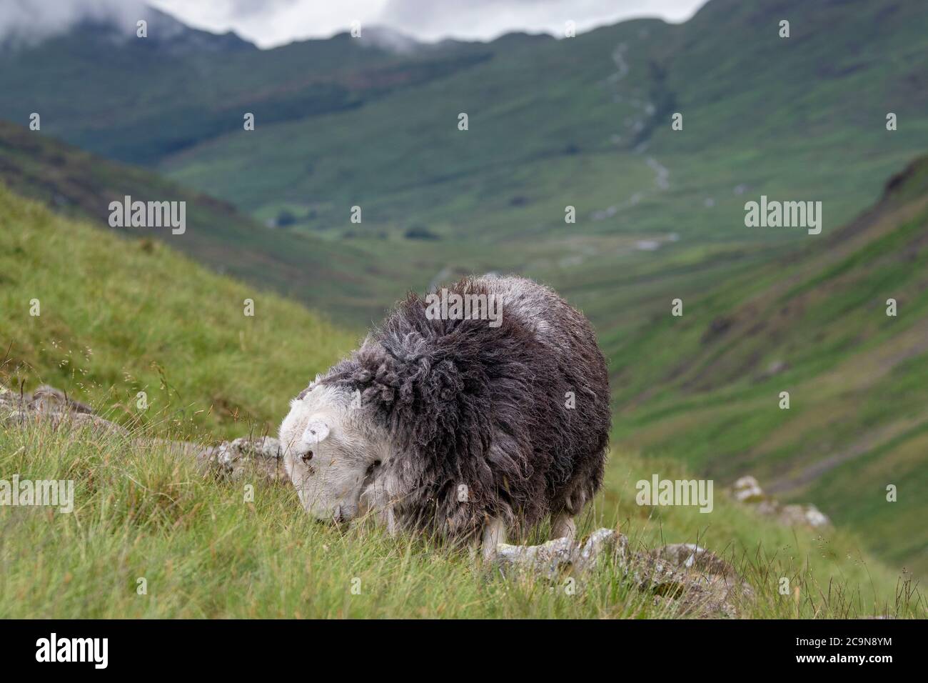 Pecore di Herdwick che pascolano sulle campane nel Lake District National Park, Cumbria, Regno Unito. Foto Stock